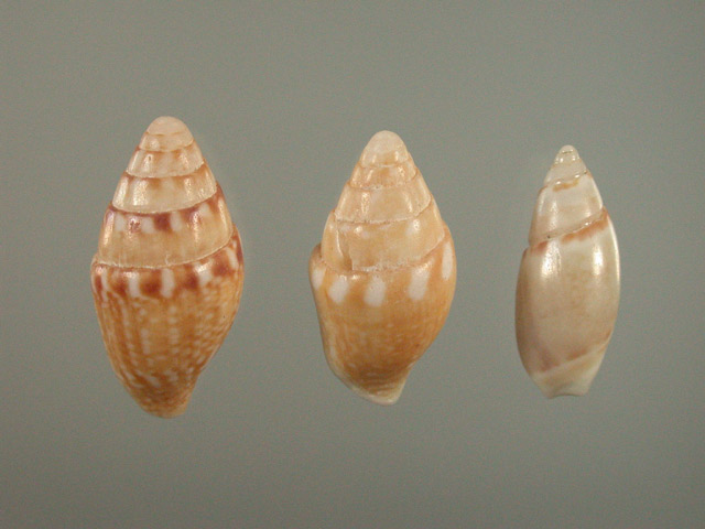 木村蒹葭堂貝石標本：：：