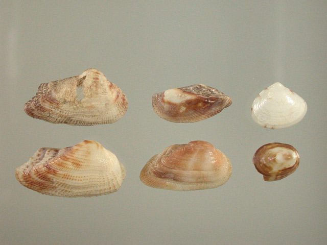 木村蒹葭堂貝石標本：：：