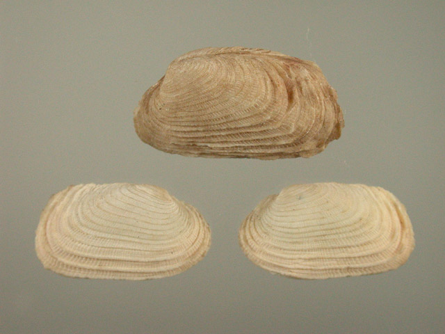 木村蒹葭堂貝石標本：：：