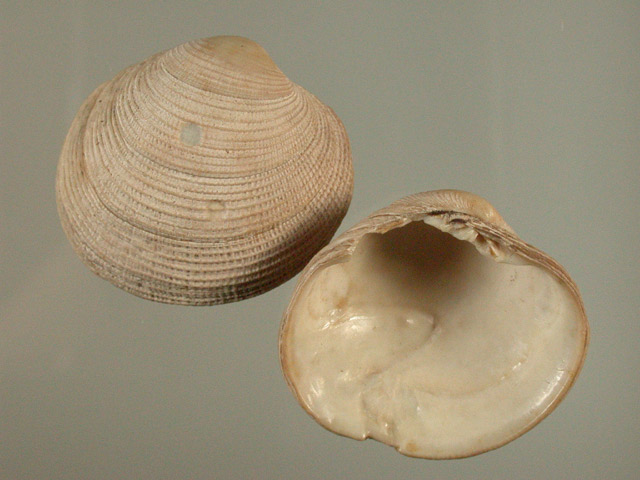 木村蒹葭堂貝石標本：：：