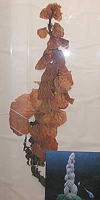 The plant specimens collected in Expo '90