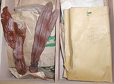 Fruit and Seed collection by Mr. Shohei Kokawa