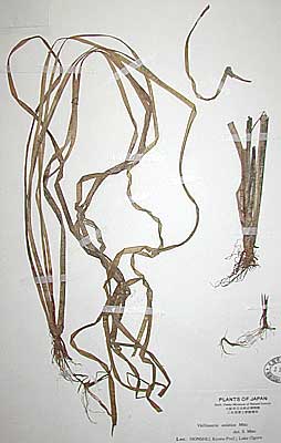 Aquatic plant collection by Dr. Shigeru Miki