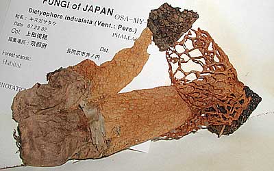 OSA Mycologocal Collection