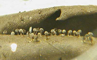Myxomycetes specimens collected by Ms. Kumiko Tanaka.