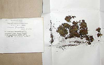 Bryophyte specimens collected by Mr. Tsutomu Kodama