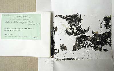 Bornean Bryophyte Collection