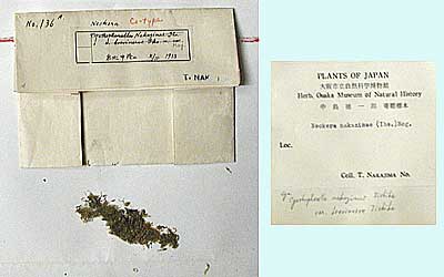 Moss specimens collected by Mr. Tokuishiro Nakajima