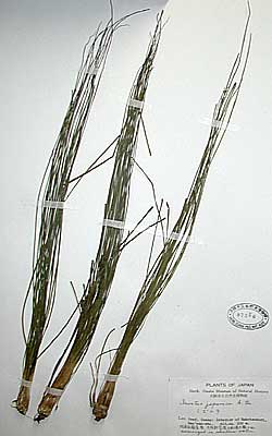 Plant specimens collected by Mr. Ko Seto