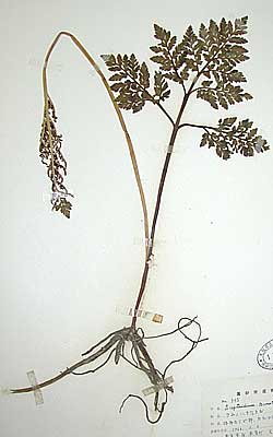 Fern specimens collected by Mr. Hisaya Masago