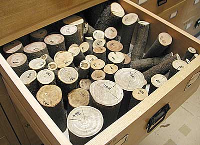 Wood sample collection