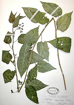 Aquatic plant collection of Lake Biwa