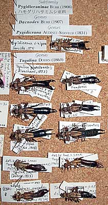 Dermaptera collection by Dr. Seiroku Sakai