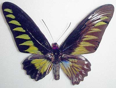 Butterflies collected by Prof. Kaoru Sumiyoshi