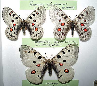 Butterflies collected by Mr. Paul Jacoulet