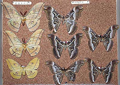 Collection transferred from Sakai City Institute for scientific Education