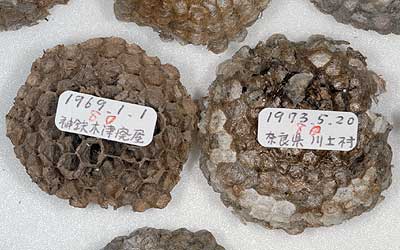 Jun'ichi Adachi collection (Nest of Vespids)