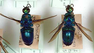 Katsuji Tsuneki Hymenoptera collection