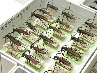 Longhorn beetle collection by Dr. Keizo Kojima