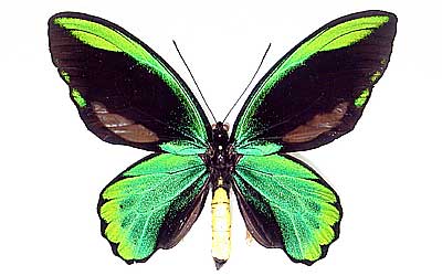 Butterfly and Beetle collection by Prof. Hirokazu Okamura