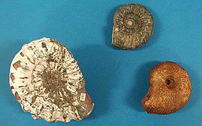 Jurassic ammonaites from Germany and France