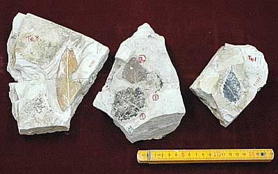 Prof. Keiji Suzuki's Collection