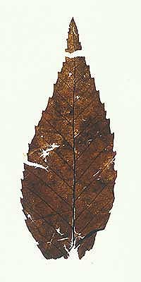 Cenozoic plant collectiom