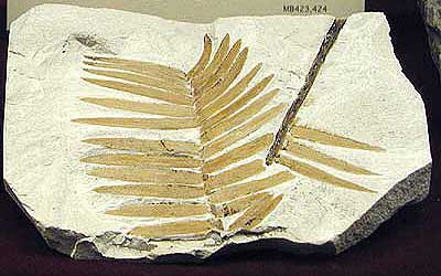 Mesozoic plant collection