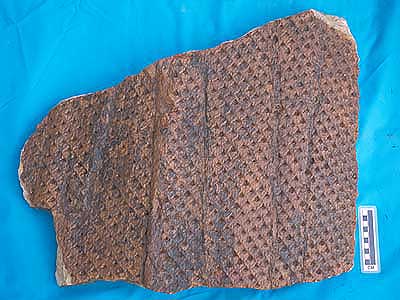 Paleozoic plant collection