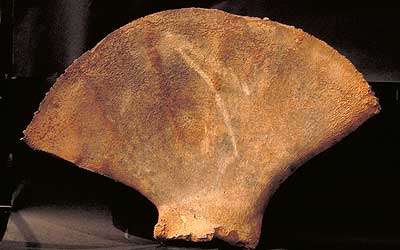 Fossil whales from Osaka Plain