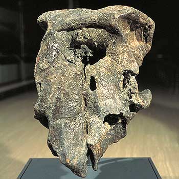 Mr. Kurahashi's fossil collection