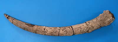 Prof. Ikebe's fossil collection