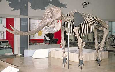 Mr. Kikawa's fossil collection