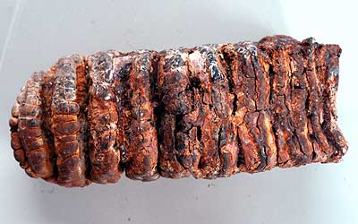 Prof. Harunari's fossil collection