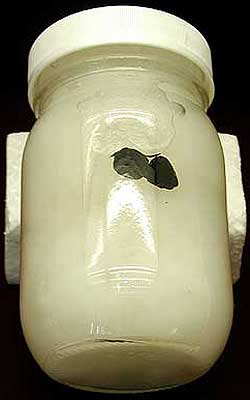 Prof. Shohei Kokawa's Collection