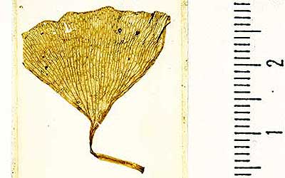 Mr. Shigeru Hikita's Collection