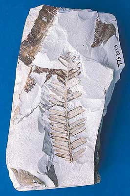 Mr. Michio Yonesaka's Collection