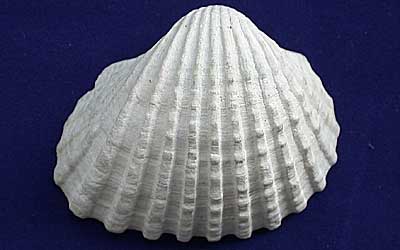 Collection of Holocene and late Pleistocene molluscan fossils from Osaka City