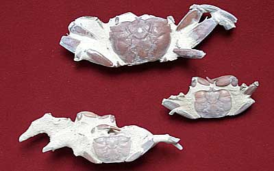 Collection of Holocene fossil Invertebrates from Osaka City 