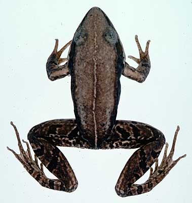 Amphibian collection of Dr. Mitsuru Kuramoto