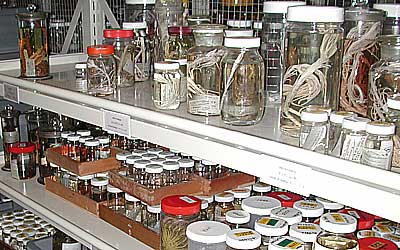 Kogo's collection of crinoids