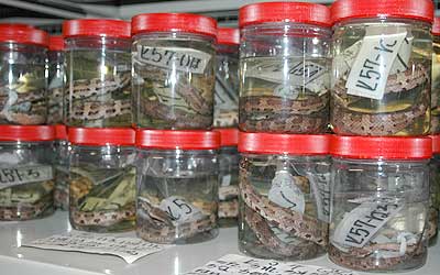 Amphibian and reptile colletion of Dr. Kazuo Koba