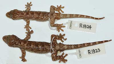 Amphibian and reptile colletion of Mr. Yasuhiko Shibata