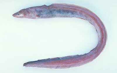 Macrobenthos Collection from bottom of Suruga Bay