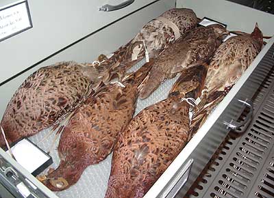 Avian collection of Prof. Tamiji Kawamura