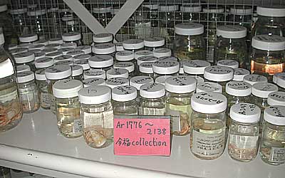 Imafuku's hermit crab collection