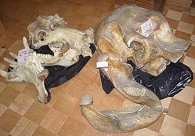 Mammal and avian collection of Takarazuka Family Land