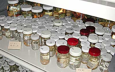 Kamezaki's hermit crab collection