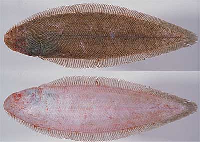 Fish Collection from Osaka Bay