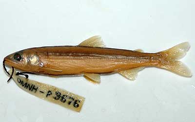 Fish collection from the river system in Osaka City